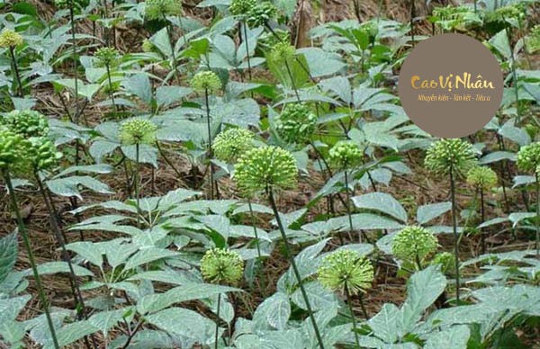 Hình ảnh cây Tam Thất Bắc
